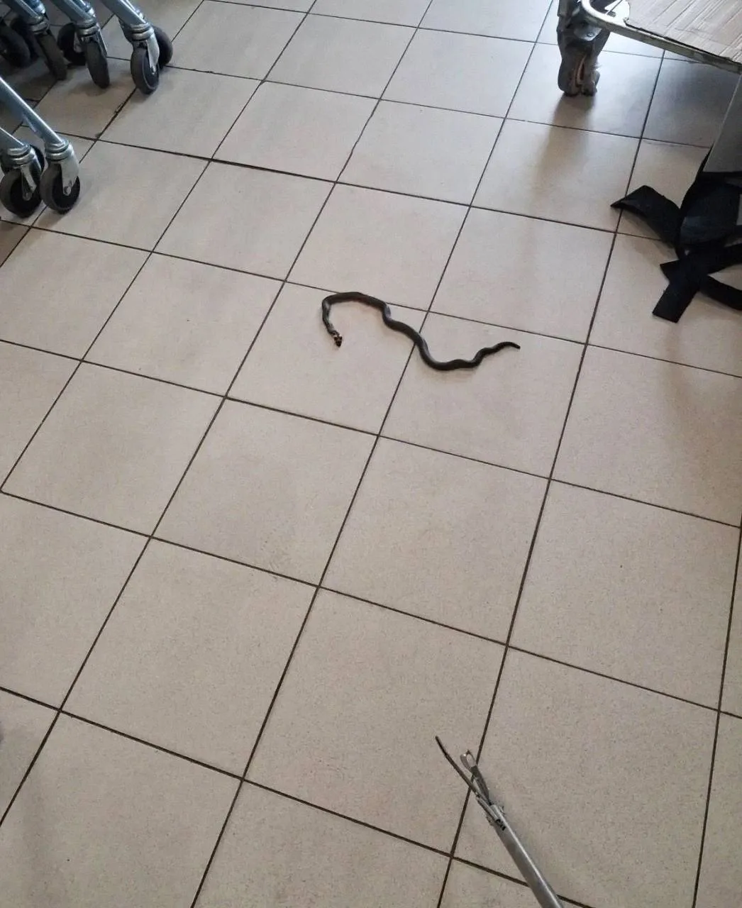 🐍 Спасатели отловили ужа в супермаркете в селе Красногвардейском

14 июня сотрудники одного из супе