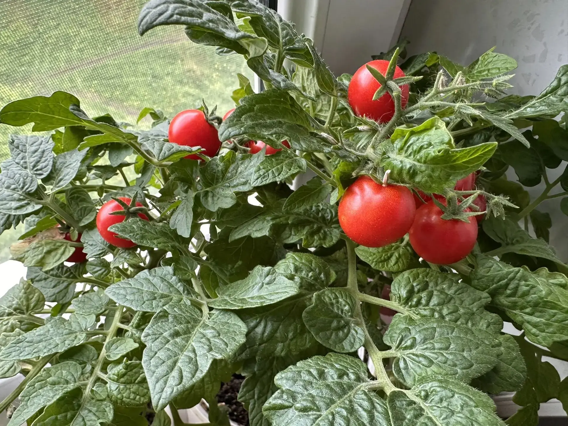 🌾🍅 Наши сотрудники усердно трудились на своих дачах и собрали поистине впечатляющий у...