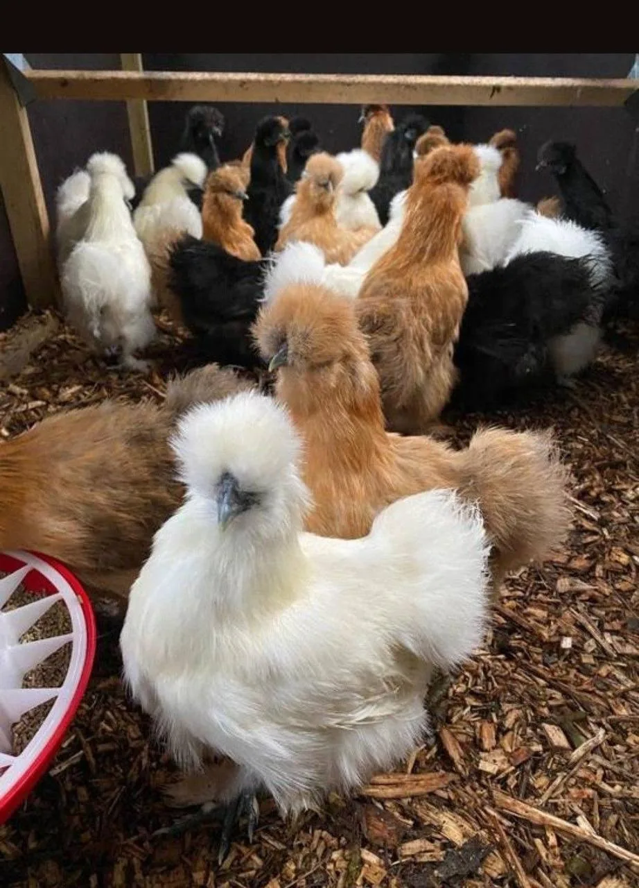 🥚Курица несёт яйцо примерно раз в 25-26 часов