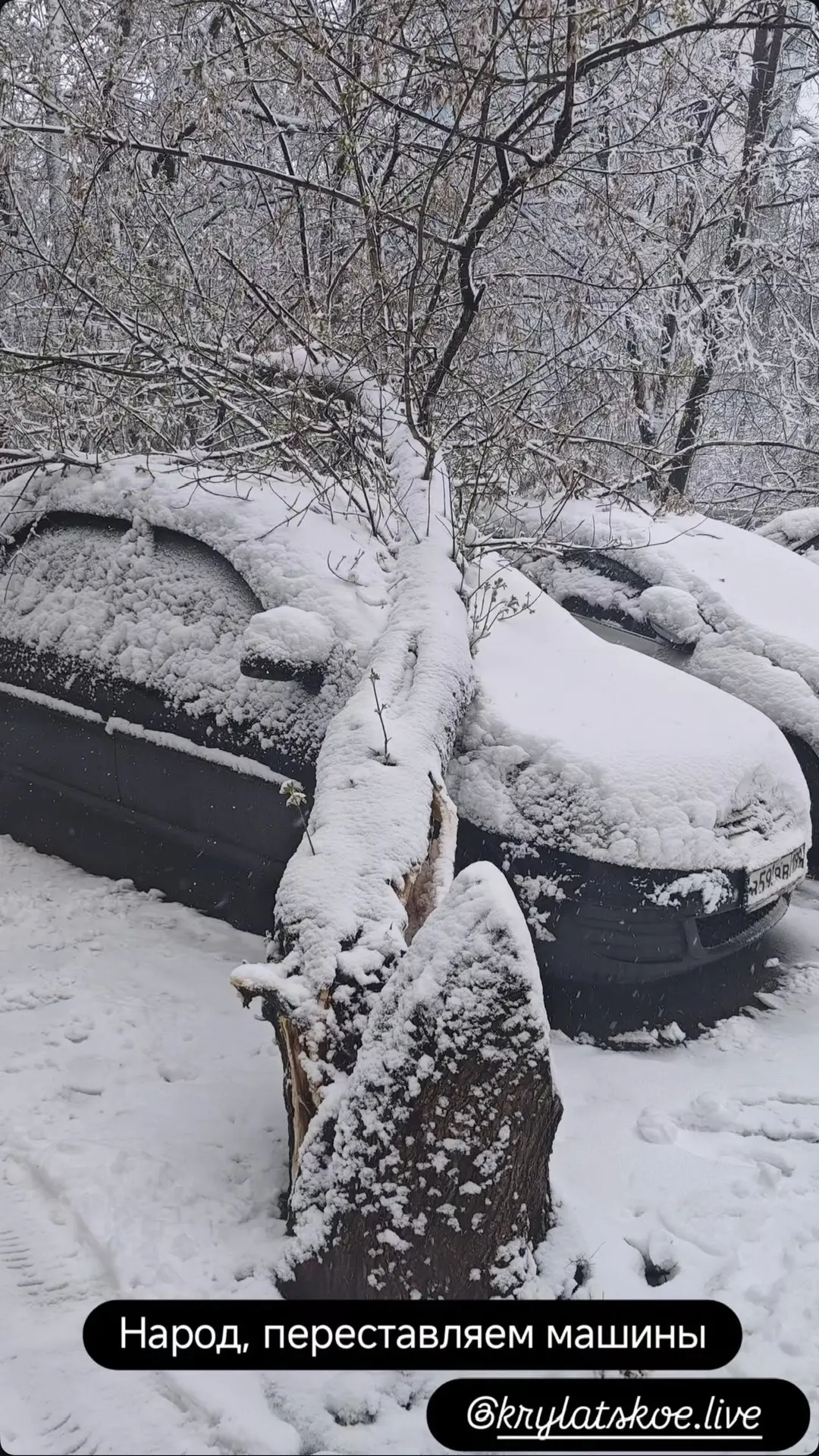 Деревья массово падают на автомобили в Крылатском и Кунцево из-за шквального ветра и снега, сообщают