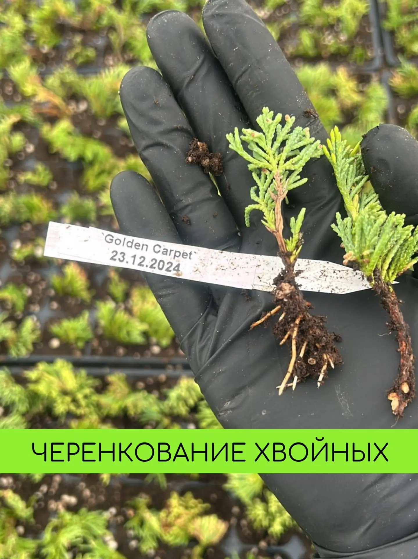 Зимнее черенкование хвойных!  Уже традиционно мы черенкуем хвойные в декабре! За зиму черенки укорен
