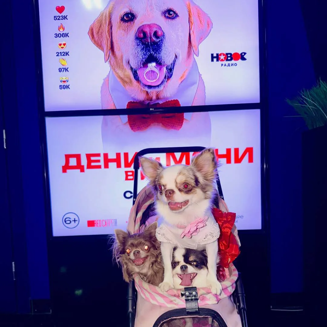 Пушистые гости Кино Okko в Афимолле точно знают, как начать длинные выходные: с уютного похода в кин