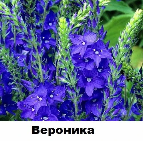 Идеи для дачи и сада:
