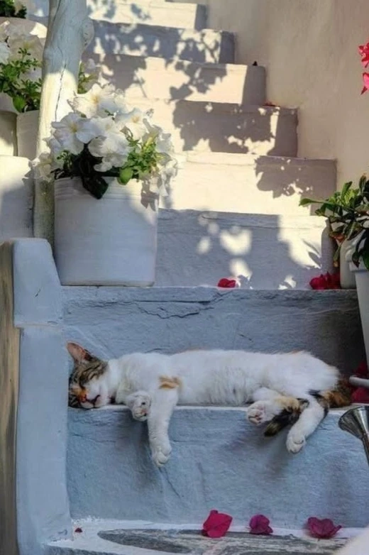 Распорядок дня кота: