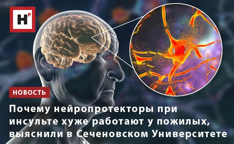 Ученые Сеченовского Университета установили, что возраст существенно меняет реакцию ней...