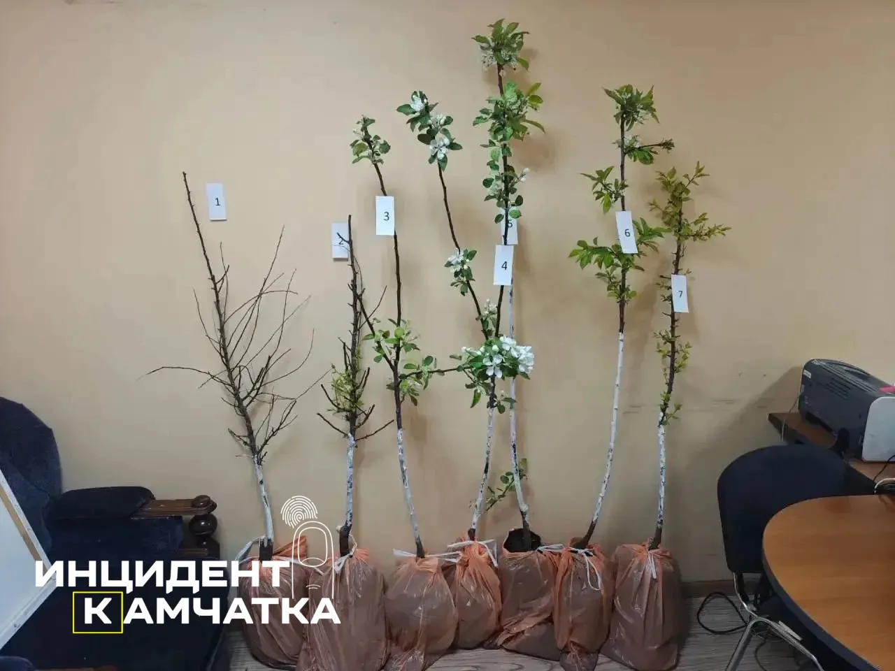 Хотел яблонь во дворе — получил полтора года строгача