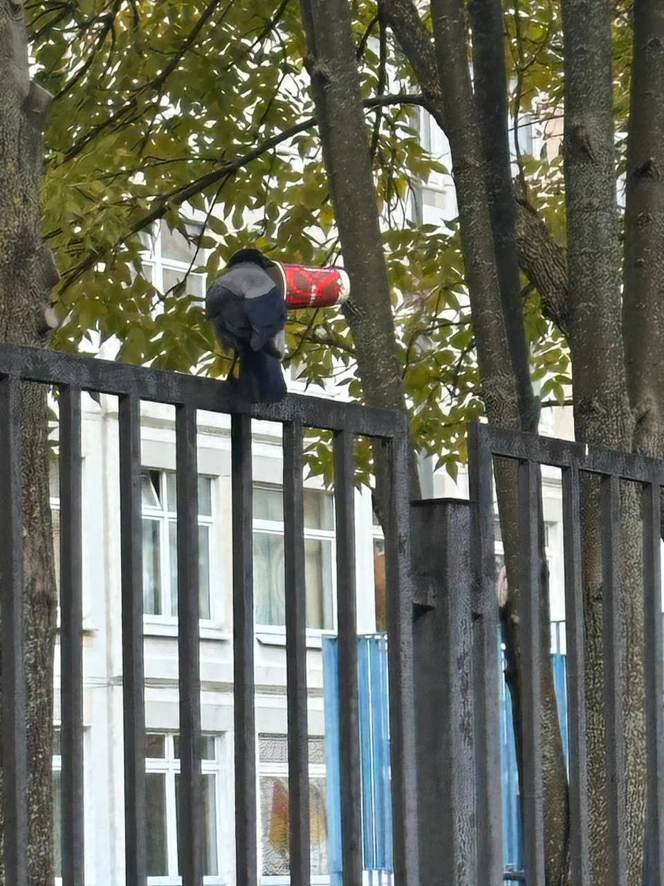 Даже митинская ворона начинает свой день с кофе 🥰