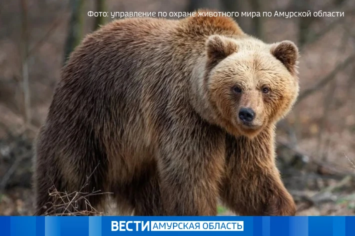 В Приамурье регулируют численность медведей: с начала года отстрелили 25 опасных хищников