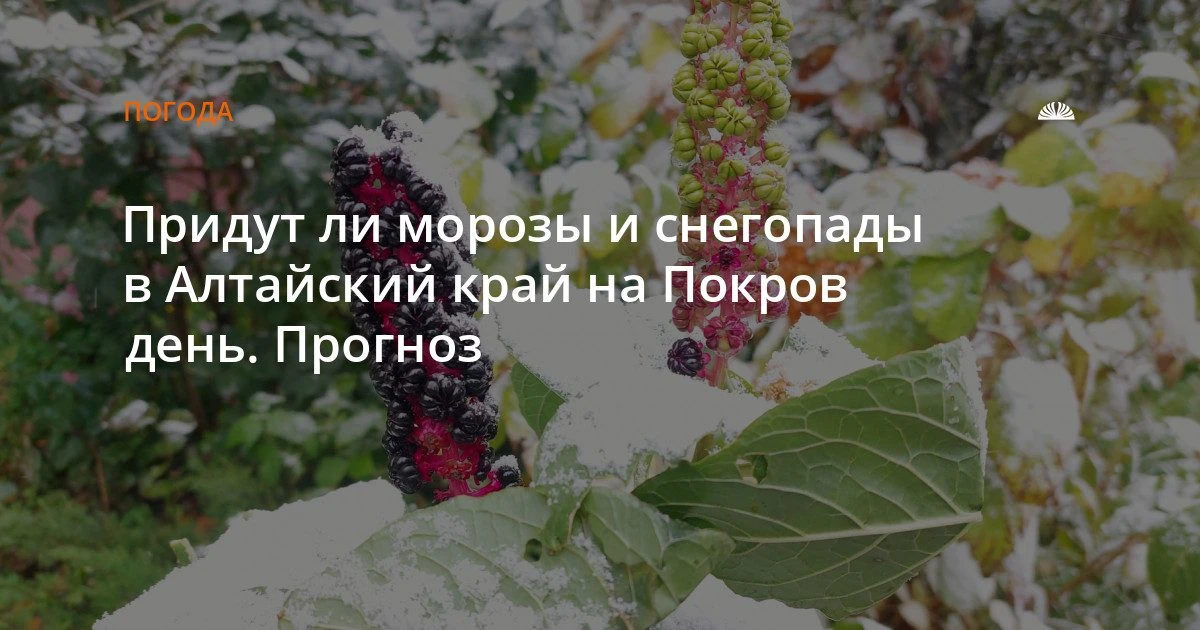 Когда придёт снег в Барнаул: прогноз на конец октября