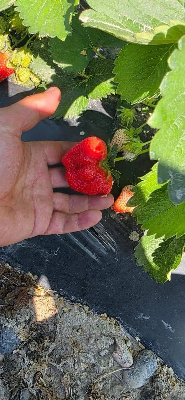 ДОБРЫЙ ДЕНЬ УВАЖАЕМЫЕ ПОКУПАТЕЛИ ! 🌞ПРИНИМАЕМ ЗАКАЗЫ НА СВЕЖУЮ СЛАДКУЮ КЛУБНИКУ 🍓 🍓 🍓 ВЫРАЩЕННУЮ ПОД