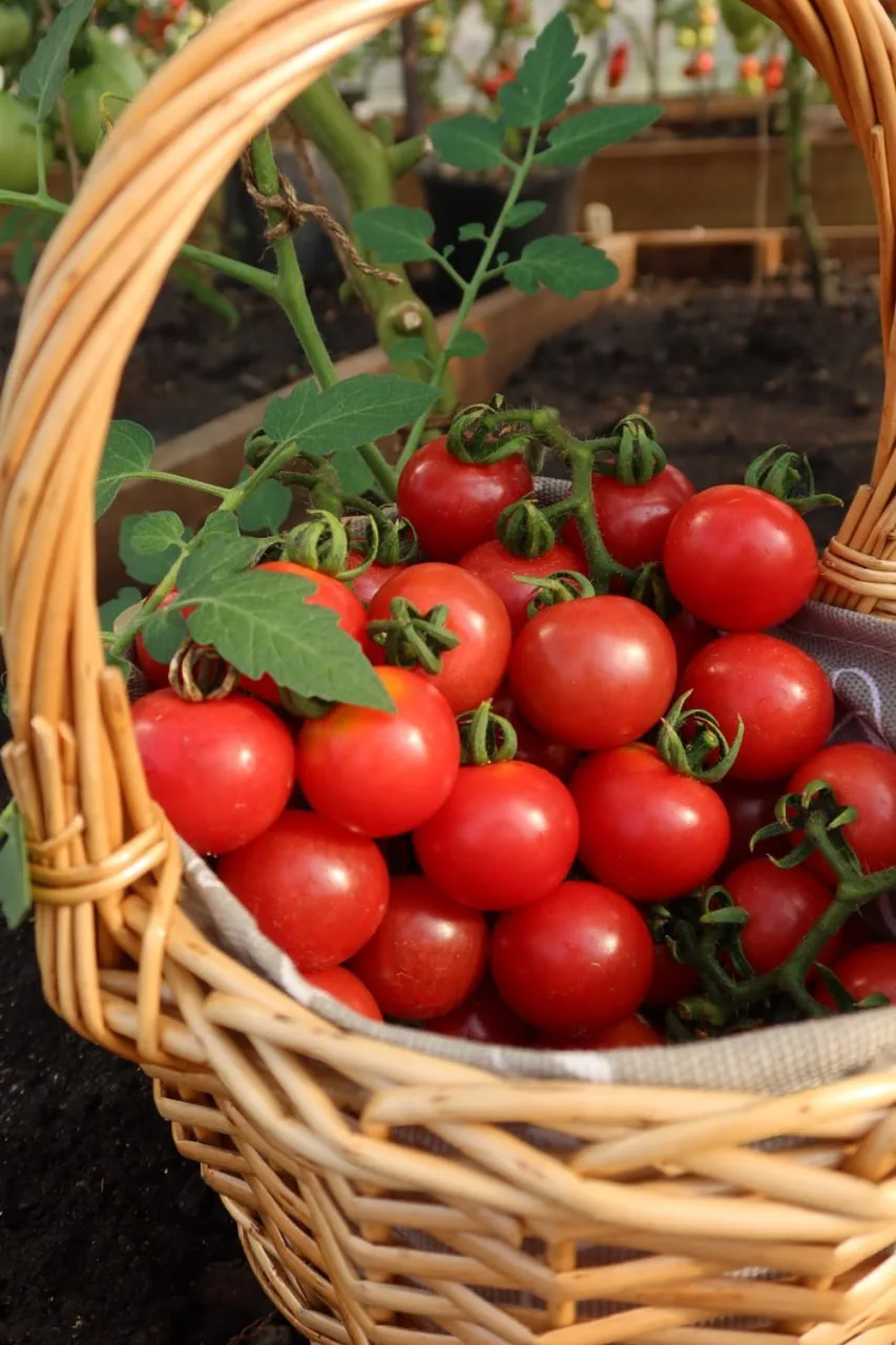 Август – время, когда томаты зреют вовсю 🍅