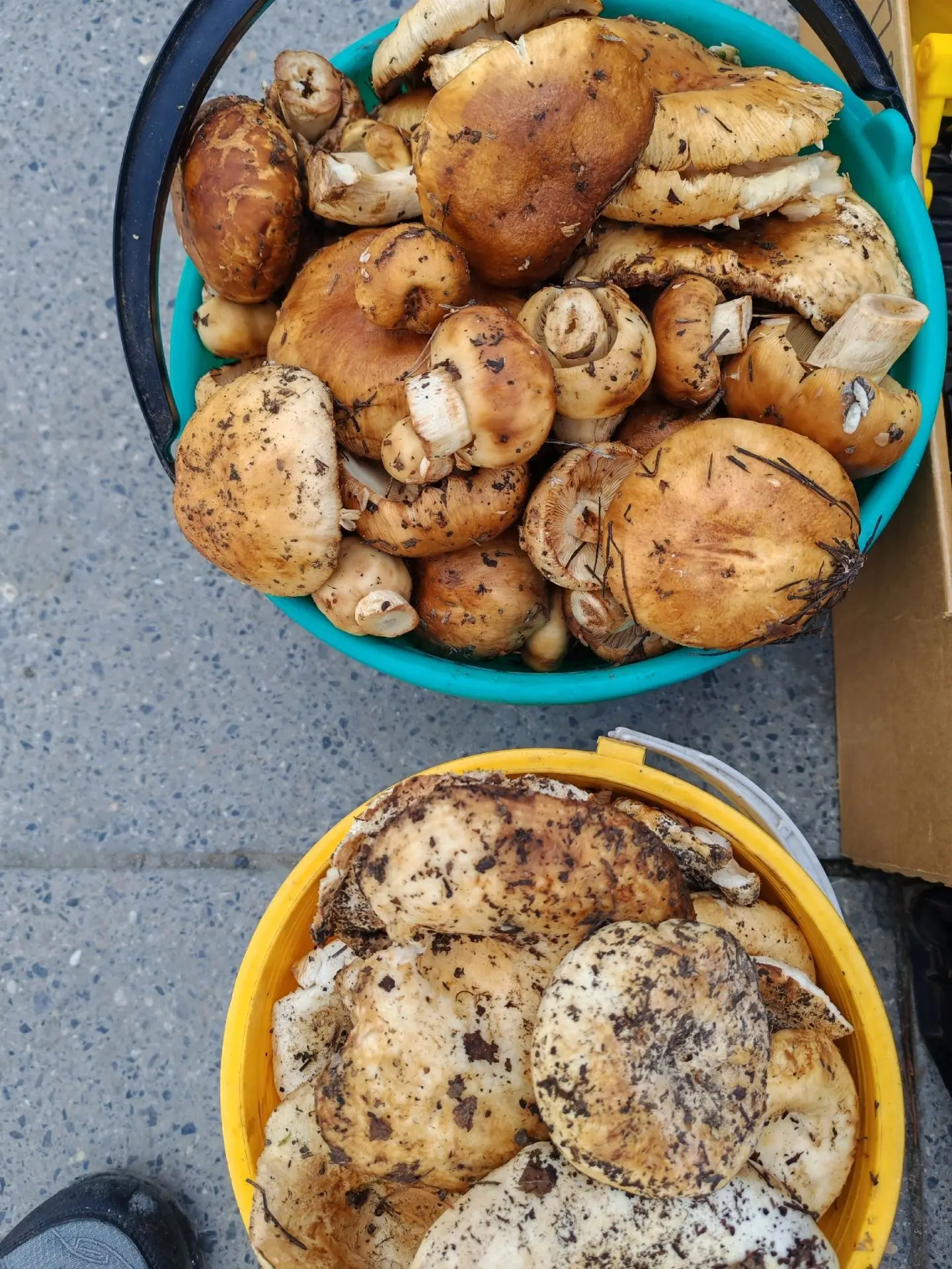От подписчика. Сегодня собирали грибы. Попались всех видов😋