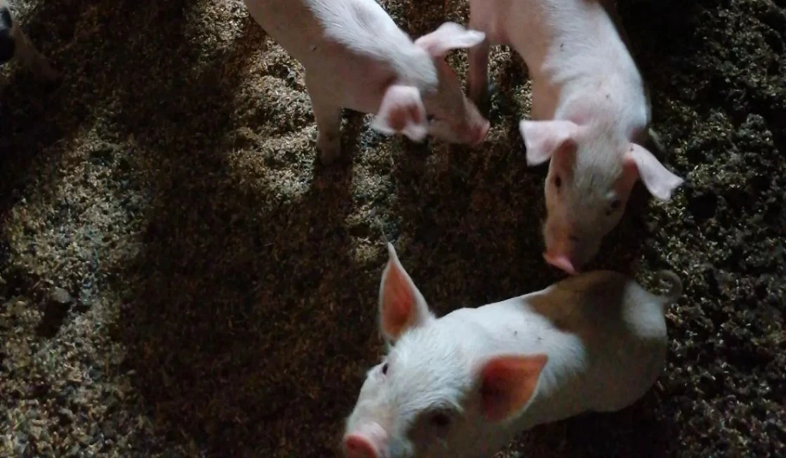 Продам поросят 5т🐷,,, есть свинка и хрячок 1,5месяца