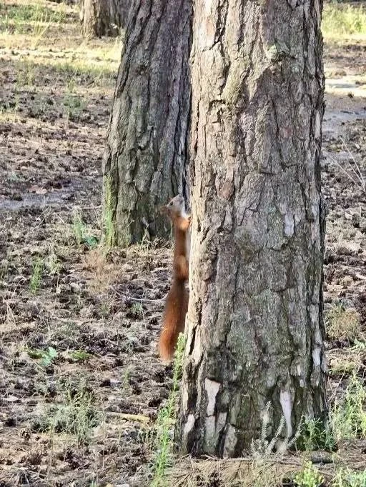 Начинаем утро с милоты — белки в «Пикник-Парке» 🐿️