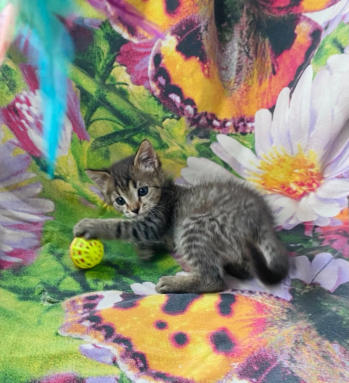 🐱 Таркаша в поисках добрых и надёжных рук! 🙏🙏🙏 Был найден девочкой и принесён ею к ...