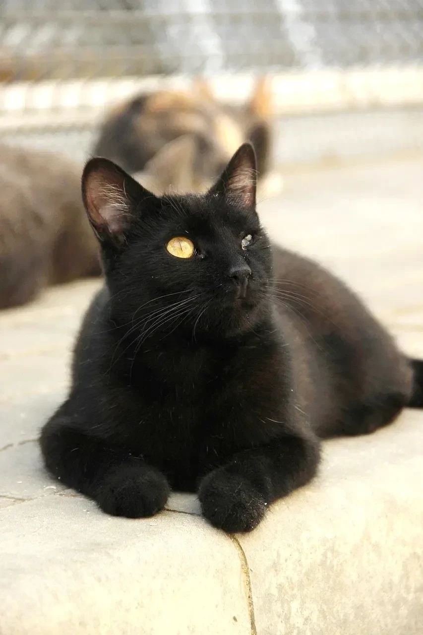 🐾 Кефаль. Возраст ~ 1 год.