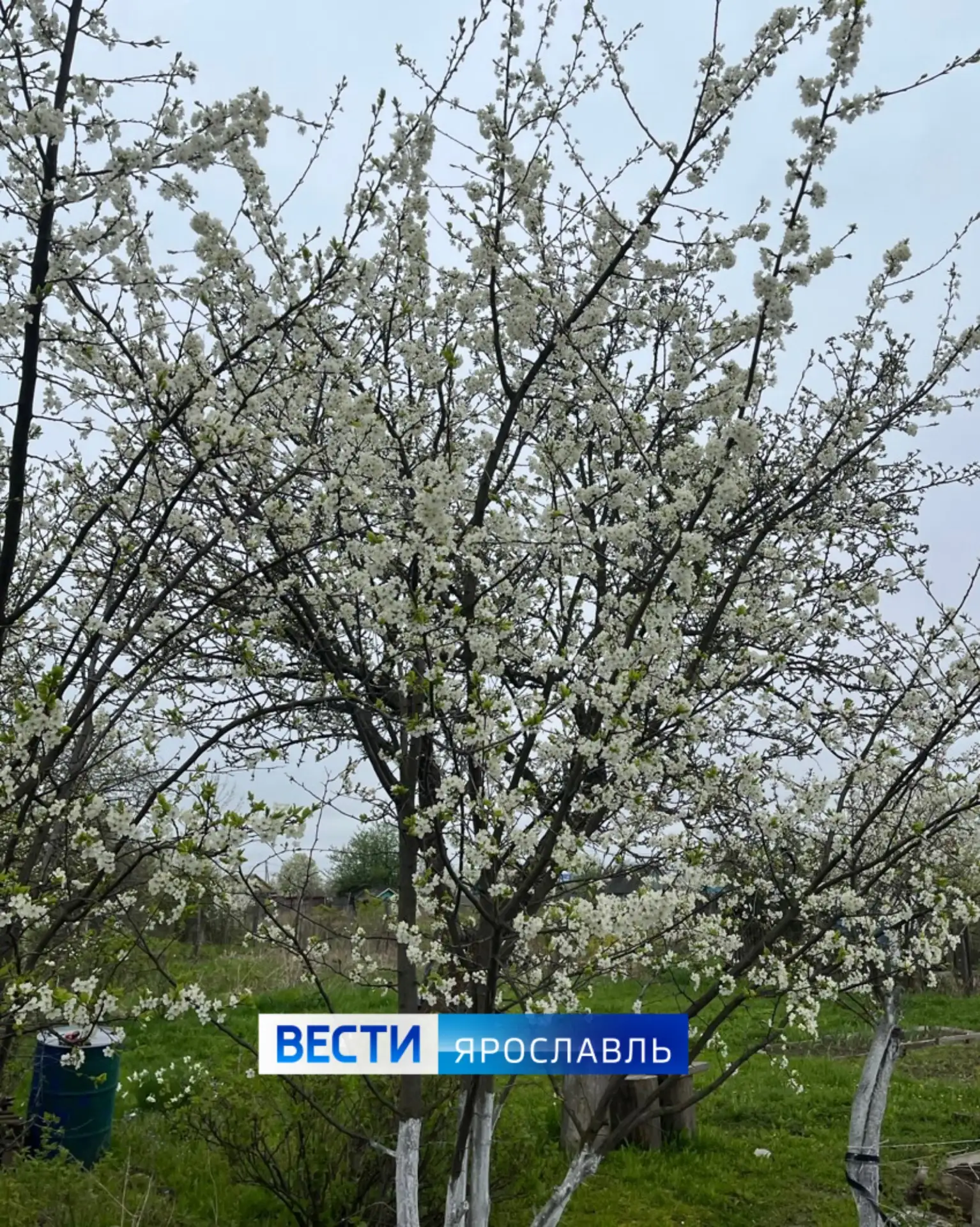 🥳 Пятница, ярославцы!   🍃💼 Рабочая пятница и неделя подошли к своему завершению, впереди отдых, кото