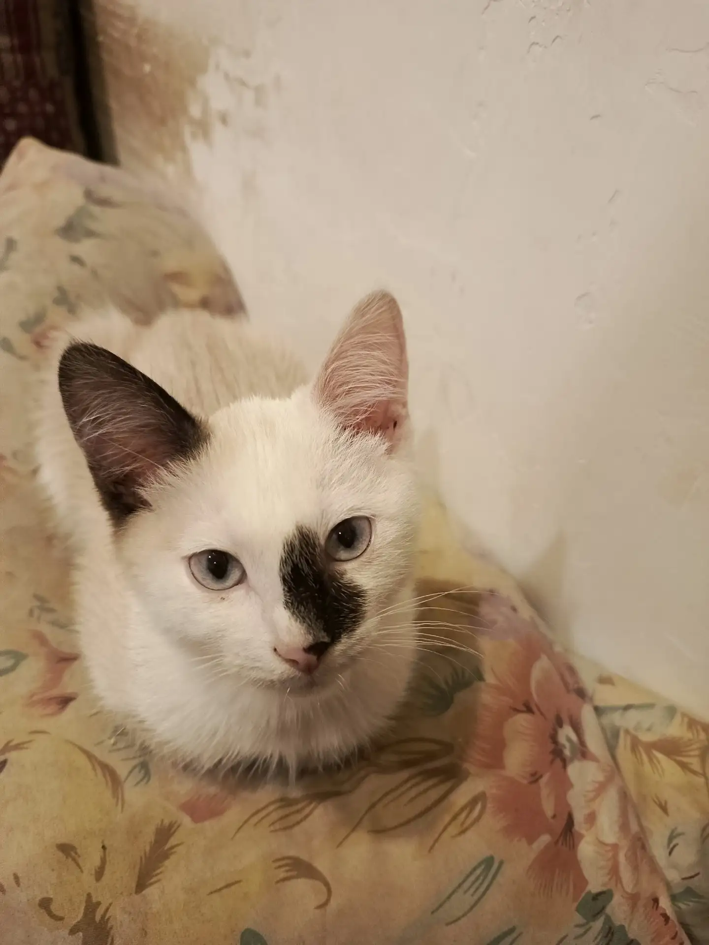 ОТДАМ КОТЁНКА В ДОБРЫЕ РУКИ,КУШАЕТ ВСЁ,В ЛАТОК ХОДИТ