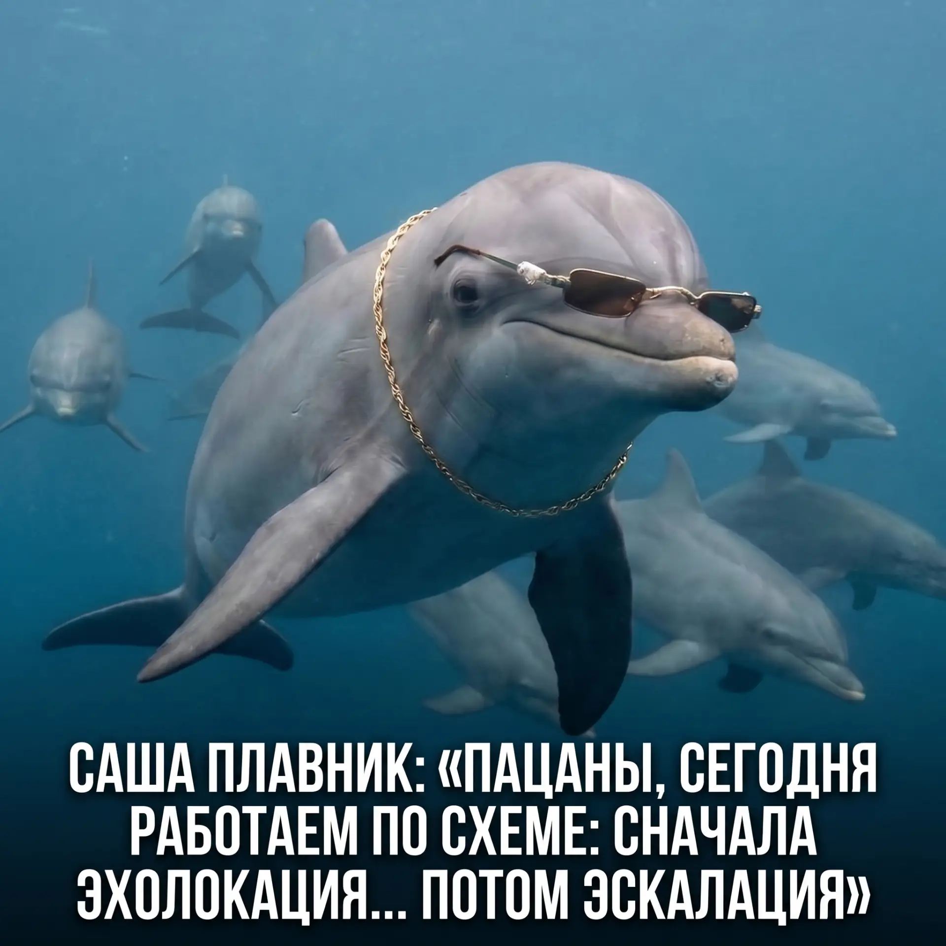 Дельфины — это не «милые спасатели людей». Это скорее… организованная группировка - у них всё устрое