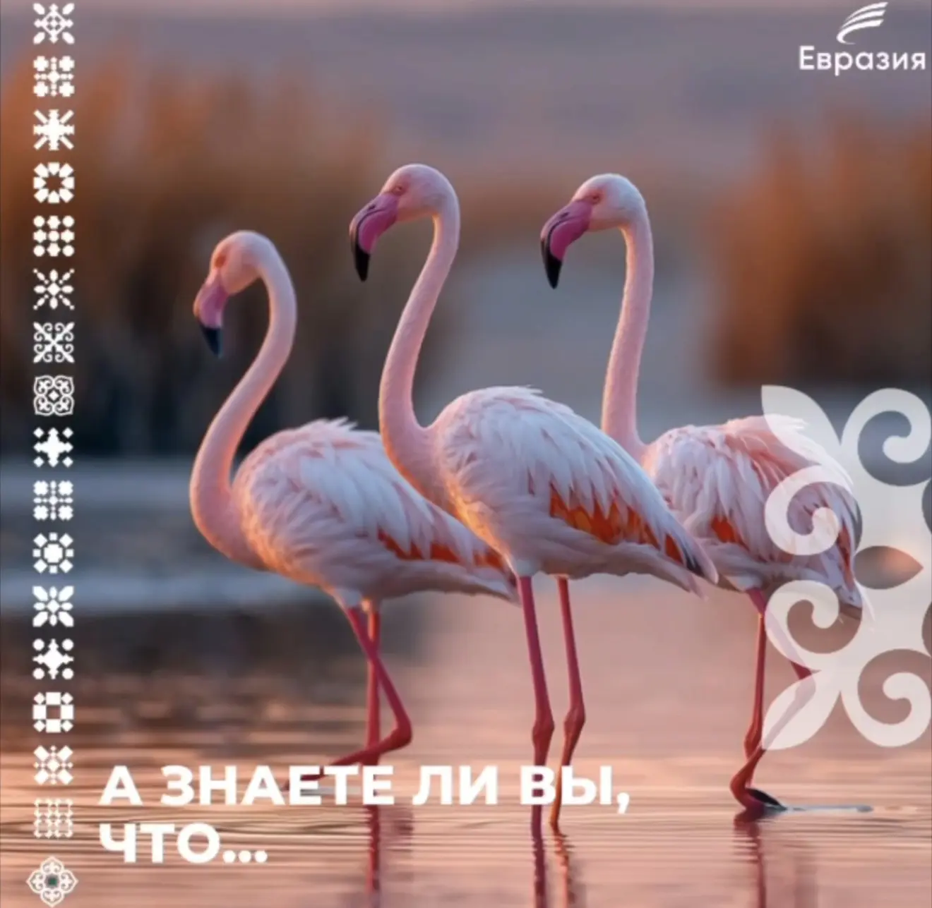 А знаете ли вы, что…

▶ Казахстан — самая северная точка планеты, где в дикой природе гнездятся розо