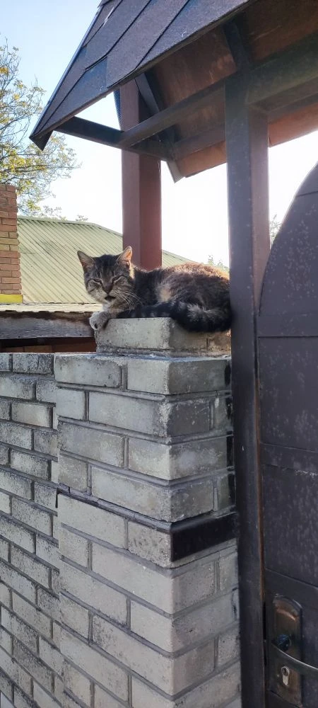 У каждой кошки свой уникальный узор на носу, который можно сравнить с отпечатками пальц...