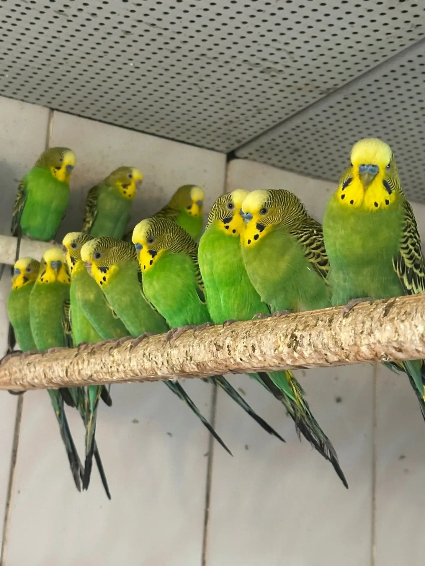 Хотите добавить красок в будни?
🦜✨Ручные, общительные и невероятно милые попугайчики ищут новый дом