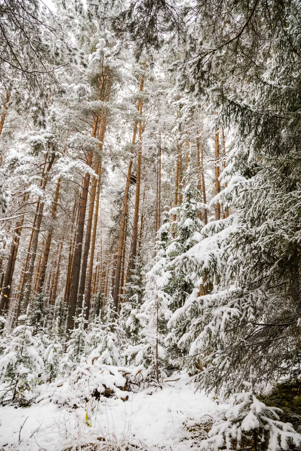 ❄️ Ҡыш һулышын тойҙоғоҙмо? Ябалаҡлап яуған ҡарҙар, ҡарбабай, Яңы йыл, сана-саңғы, ап-аҡ...