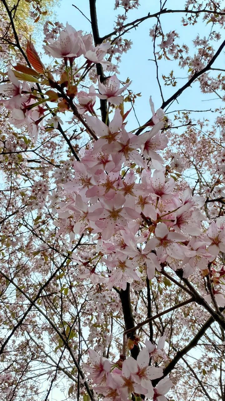 🌸 Нежные цветы сакуры в Японском саду делают это место одним из самых атмосферных в городе.