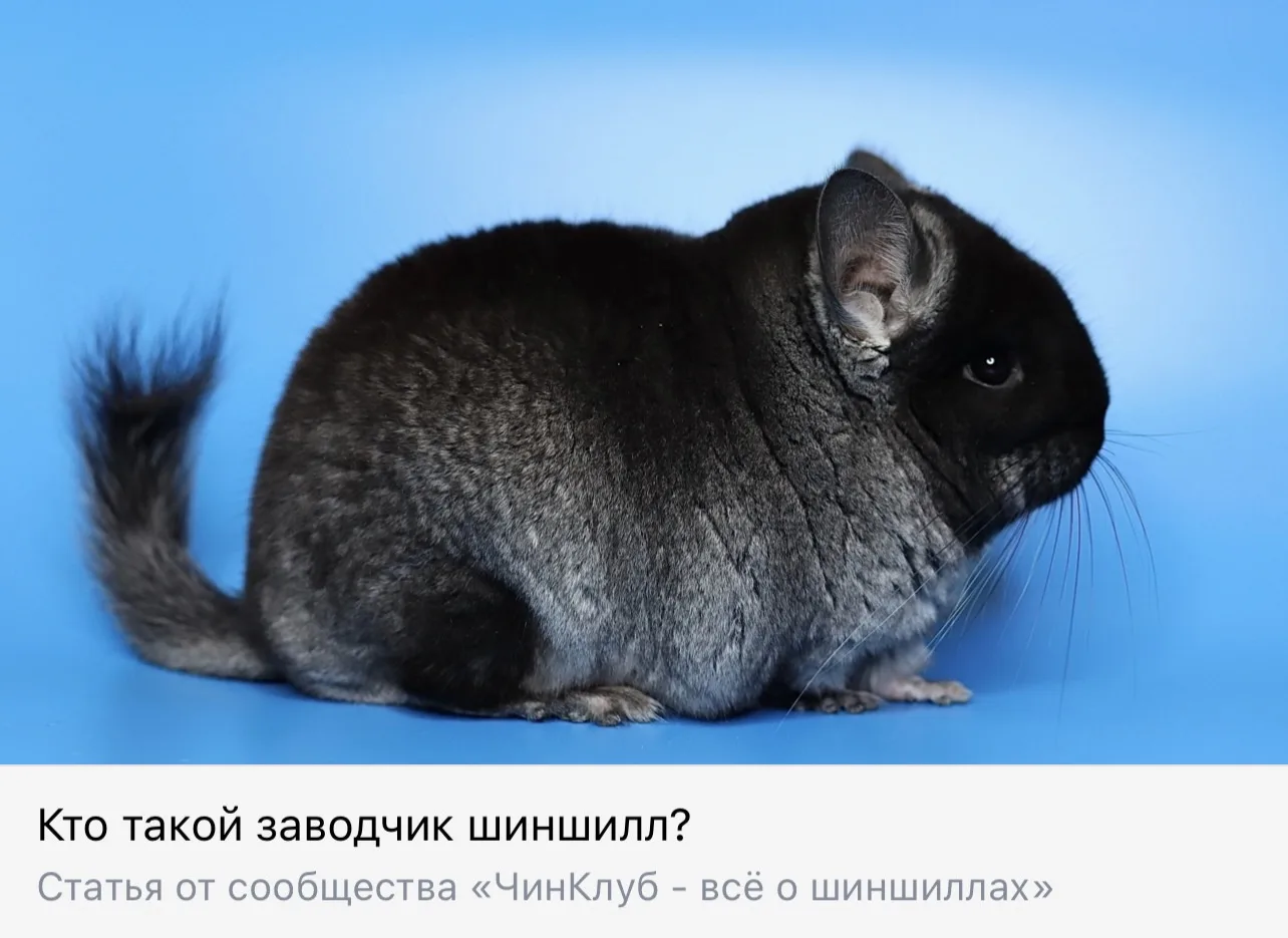Разбираемся в основных вопросах:

- Кто такой заводчик?🦸‍♀️
- Каждый ли человек, который размножает