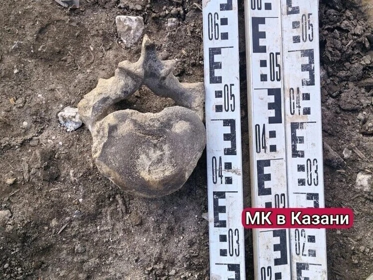 🦴 В центре Казани при проведении земляных работ найден фрагмент скелета огромного суще...