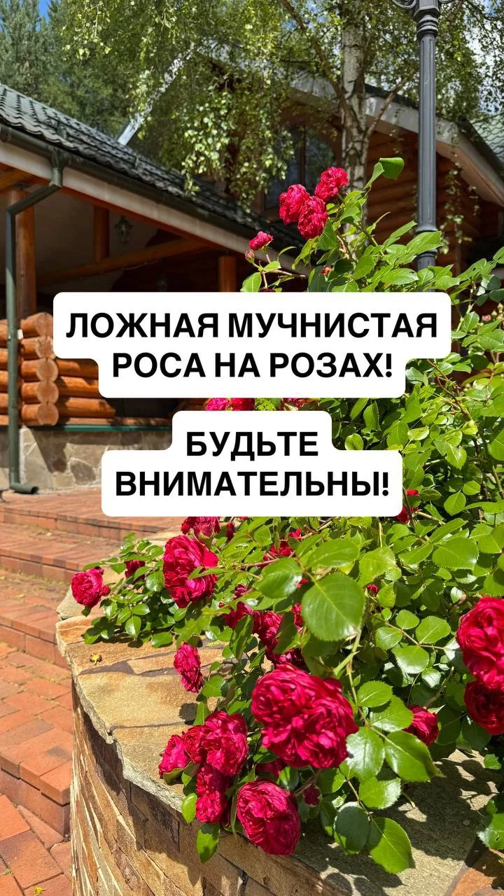 Ложная мучнистая роса (ЛМР) на розах начинается сейчас, а поздно будет метаться уже в середине авгус