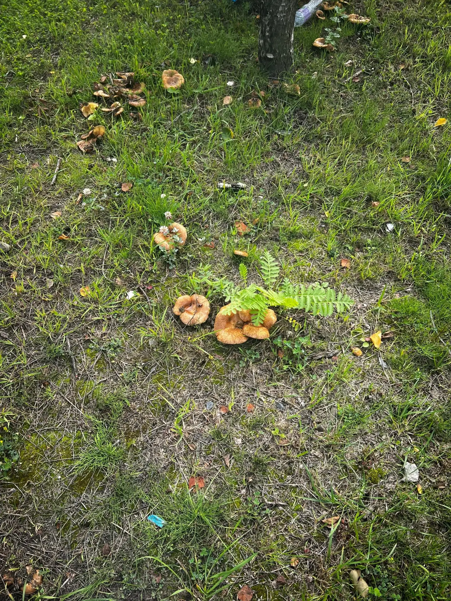 В Юнтолово началось грибное нашествие 🍄‍🟫