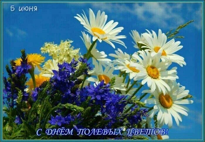 День полевых цветов в России отмечается 5 июня. Этот праздник призван привлечь внимание...