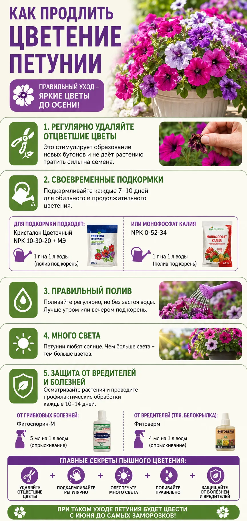 Как продлить цветение петунии