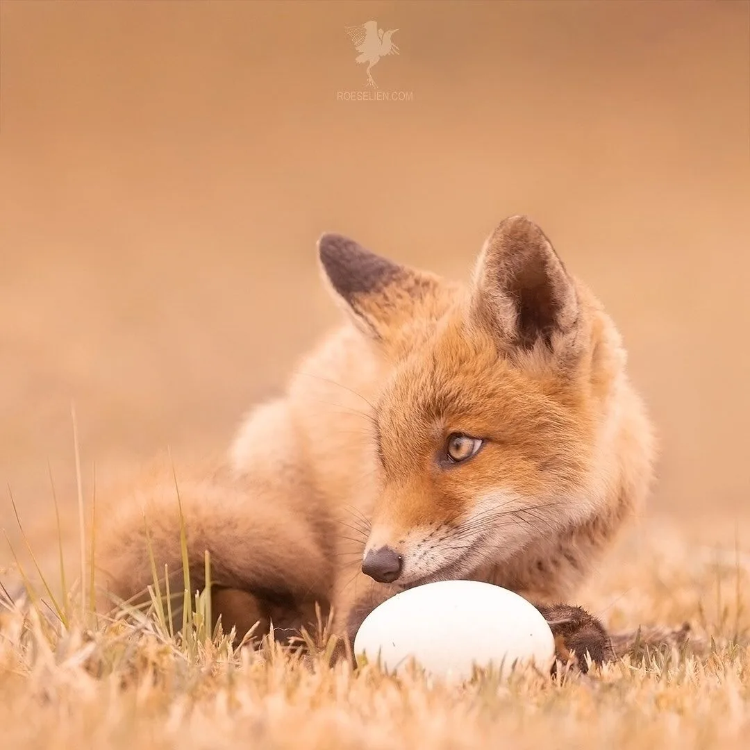 Roeselien Raimond
