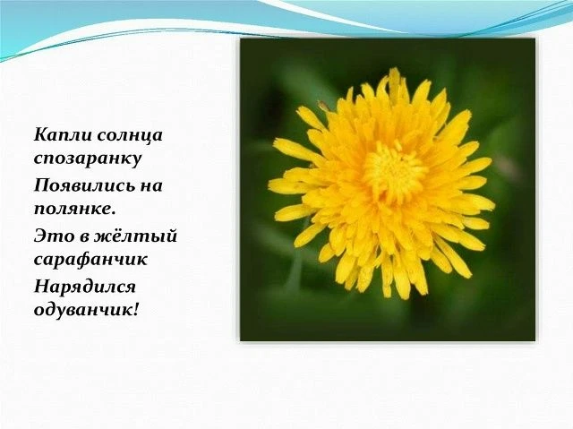 Аппликация в средней группе "Звездочки" - "Одуванчик"