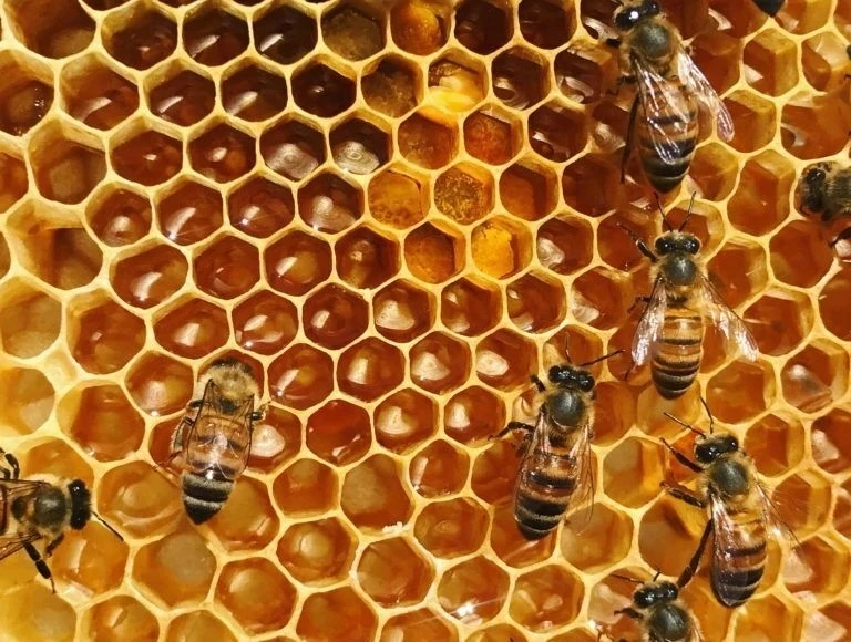 🍯 14 августа — Медовый Спас: природный рубеж