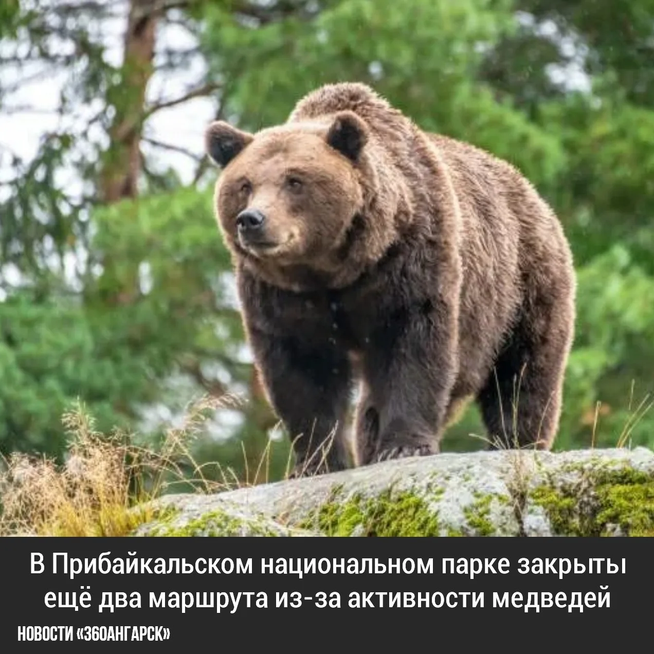 В Прибайкальском национальном парке закрыты ещё два маршрута из-за активности медведей.