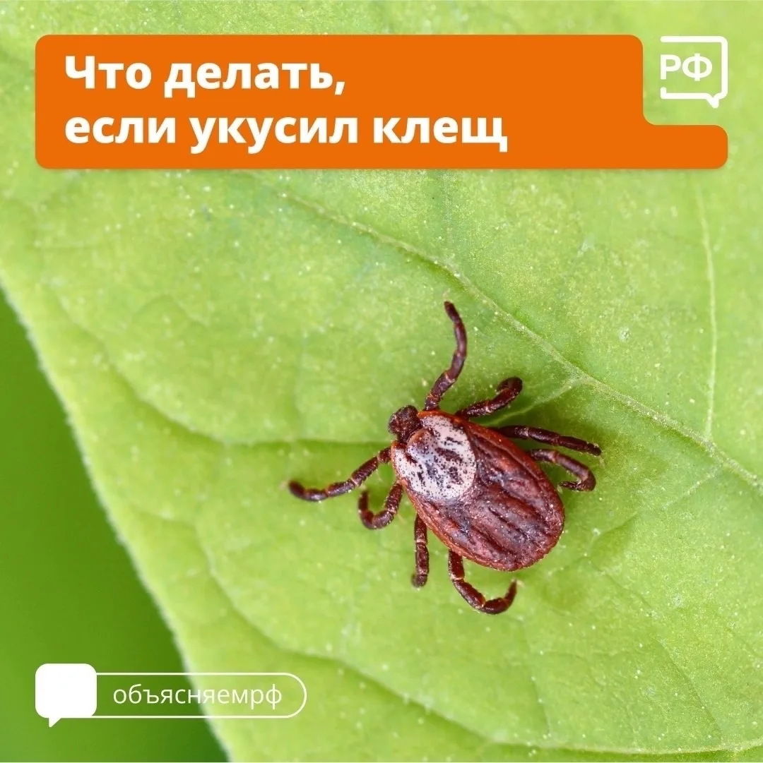 Сезон клещей уже начался⚠️