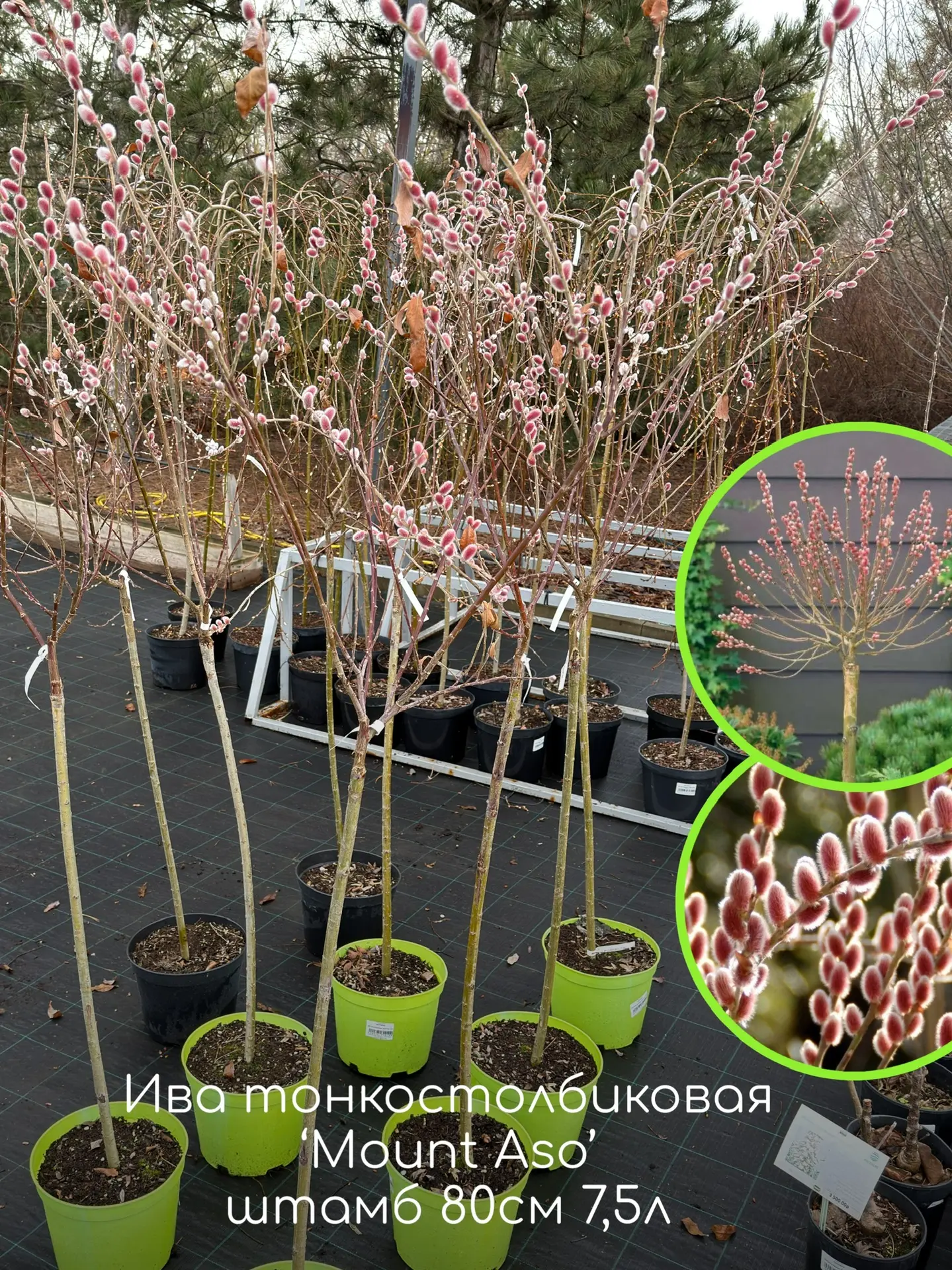 Вербы!!!  Первые звоночки весны - эти сорта Ивы с мохнатыми пушистыми сережками!  В наличии в садово