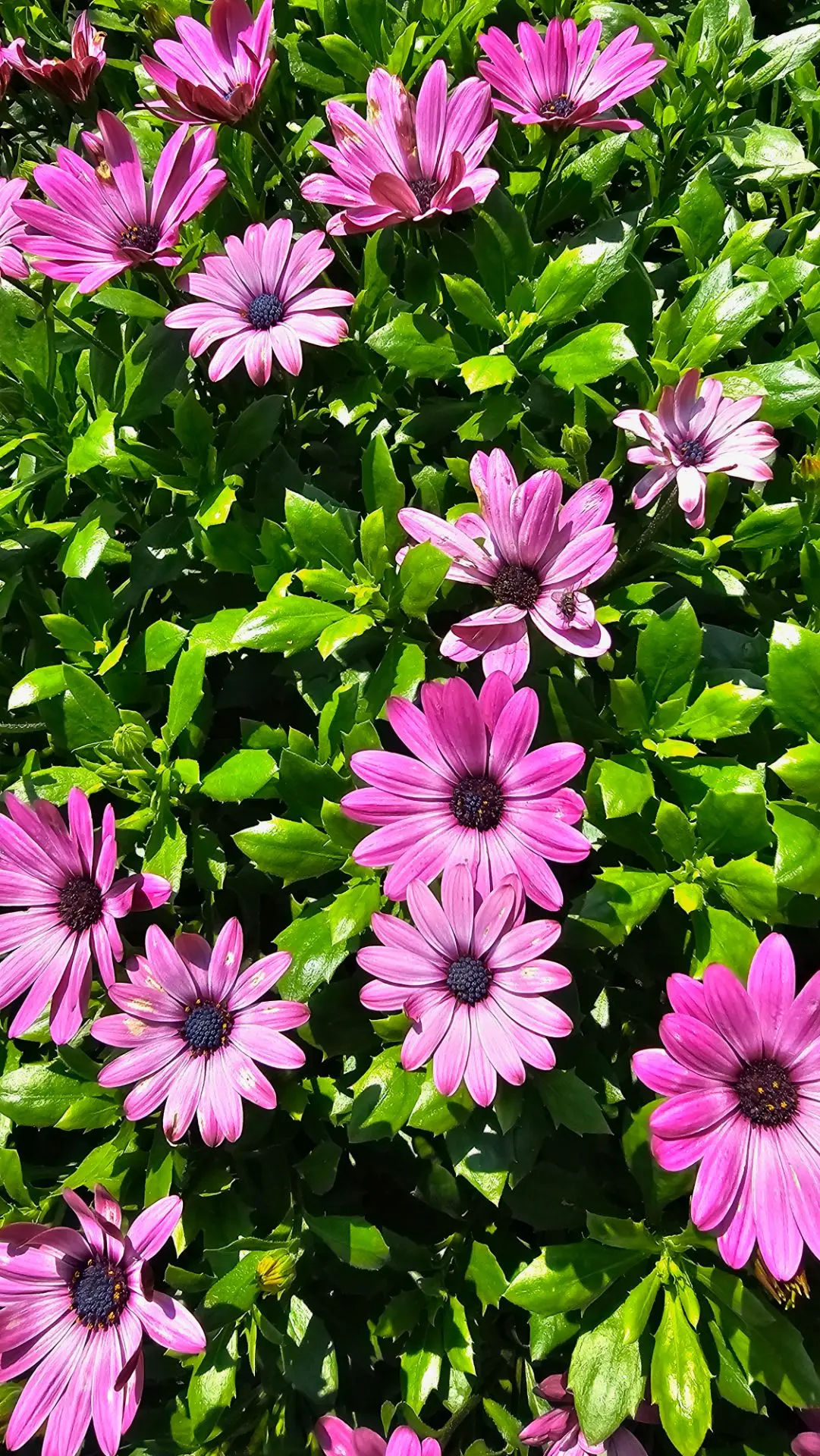 Доброе утро ☀️
Вышла во двор...., а у нас СОЛНЦЕ 🌞 
Дождя НЕТ! И пчёлы жужжат. 
Вы не поверите, но 