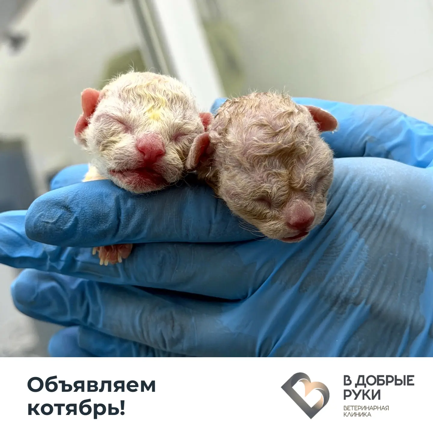 Кажется, в календаре небольшая ошибка. У нас наступил не октябрь, а Котябрь 😺