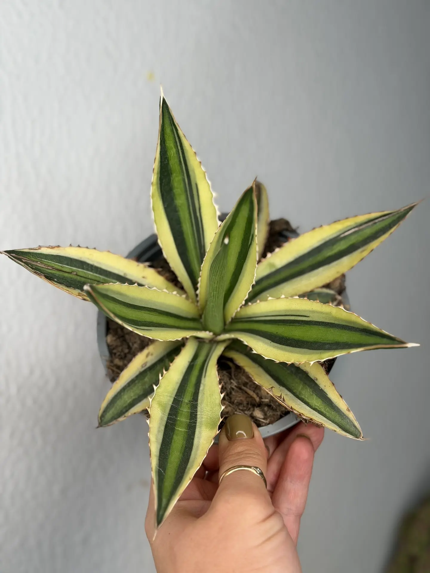 Агава ssp. Mediopicta