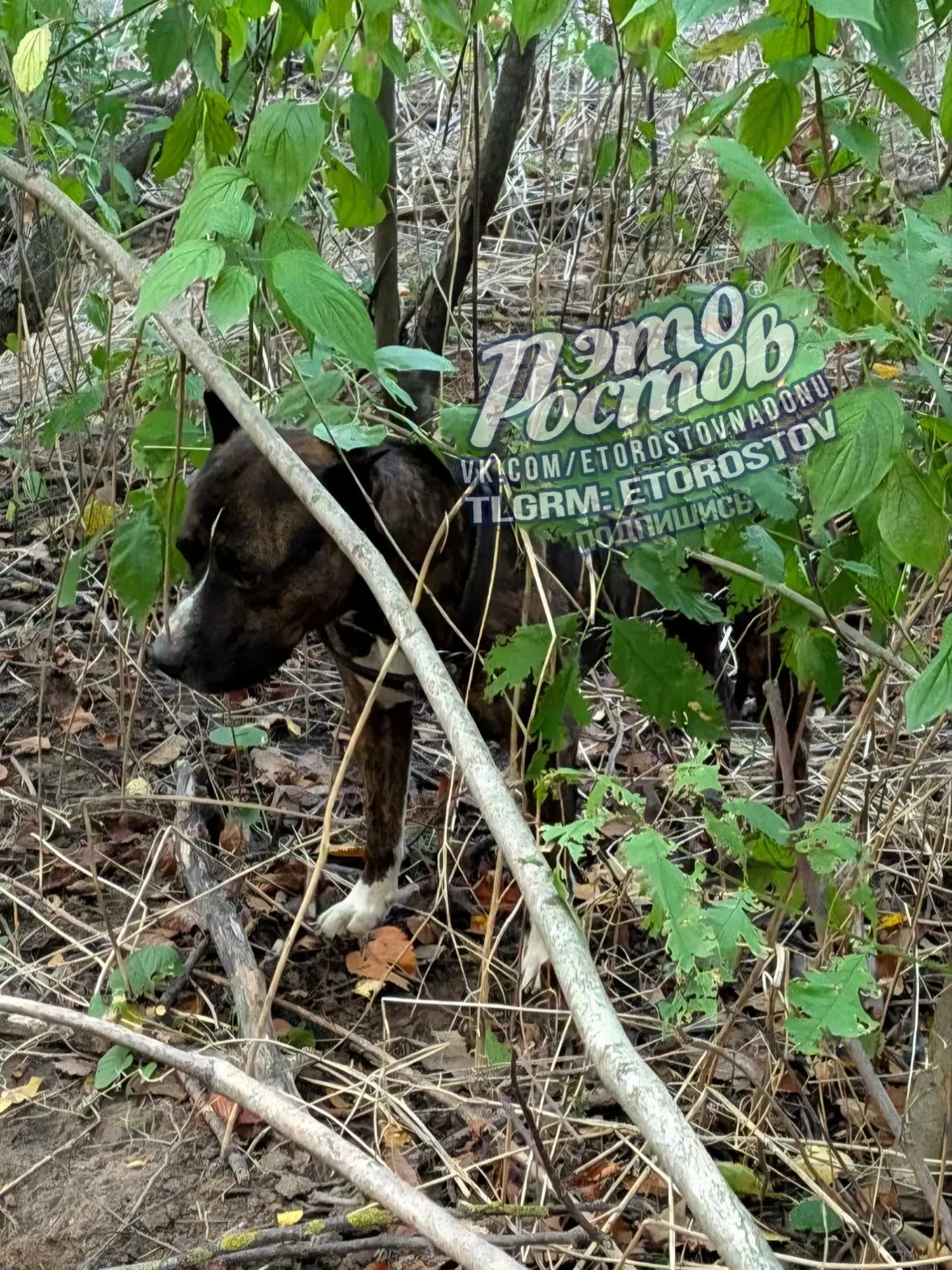 🐕 Стаффорда привязали к дереву и оставили умирать 💔