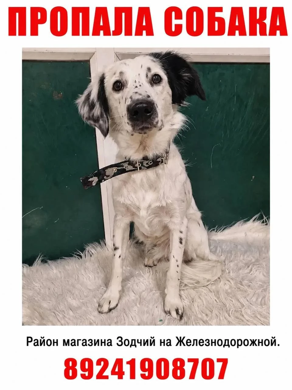 😢 Собака, которую забыли в аэропорту, сбежала при перевозке