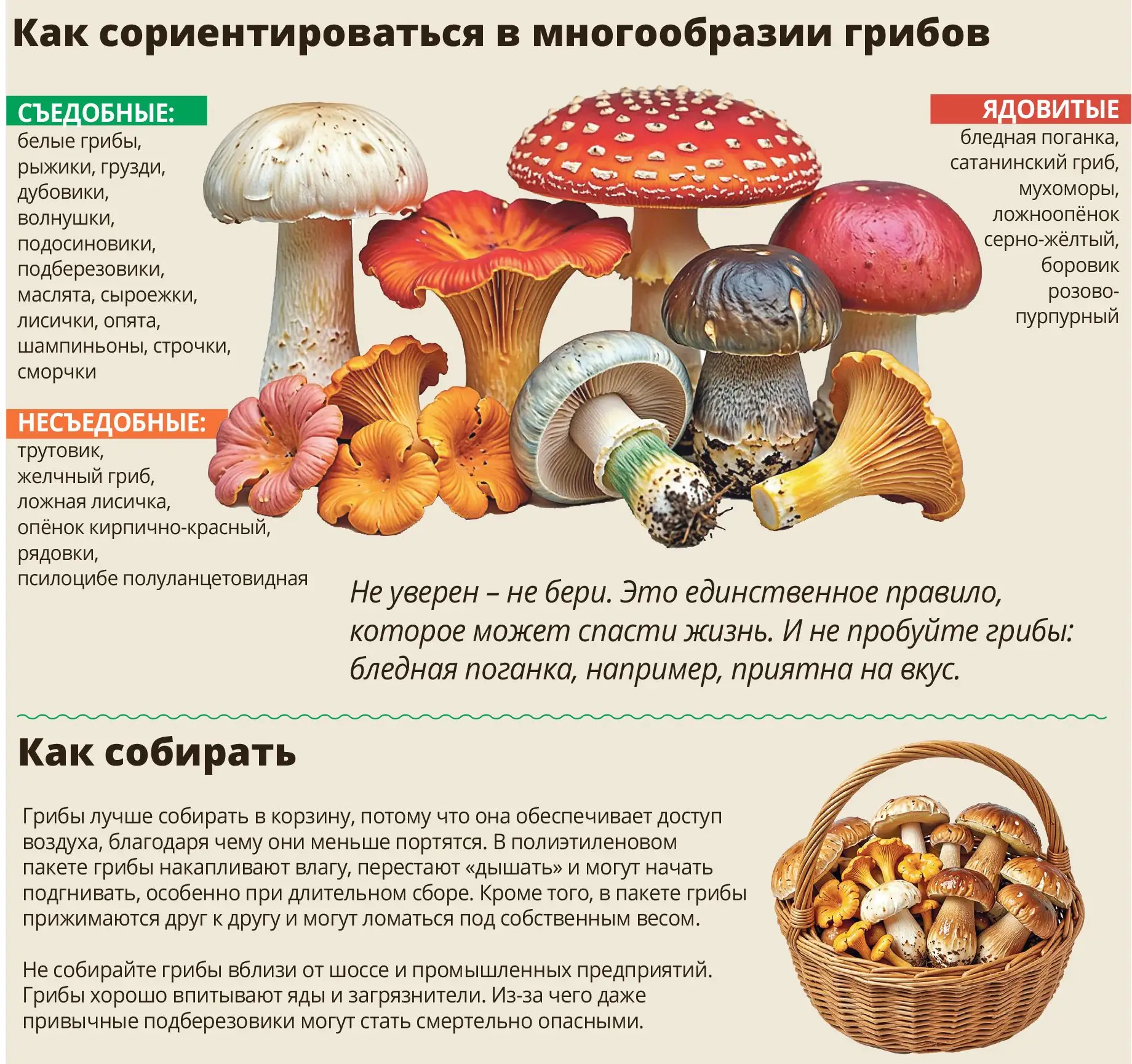 Не уверен — не бери! Разбираемся, какие грибы растут в Нижегородской области и как избе...