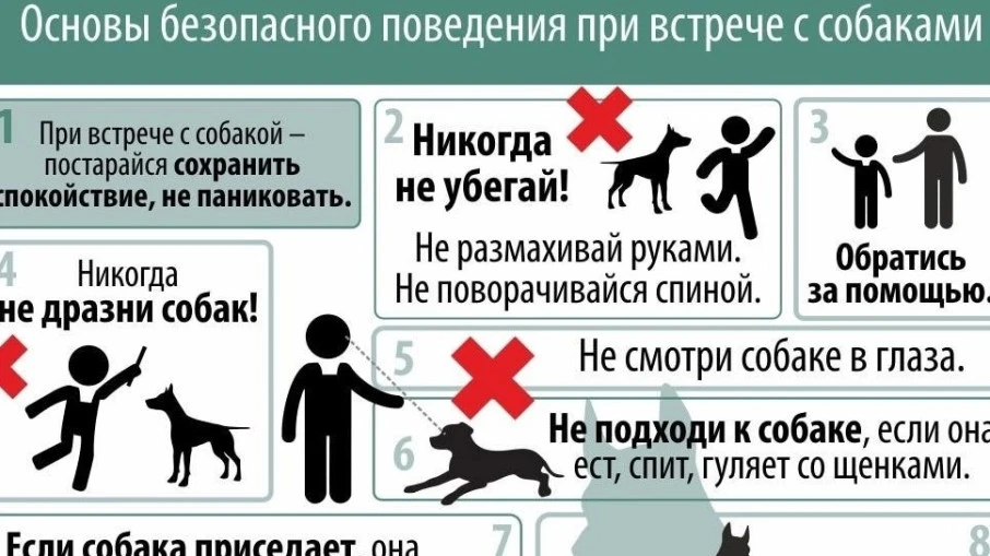 Профилактика общения детей с уличными собаками