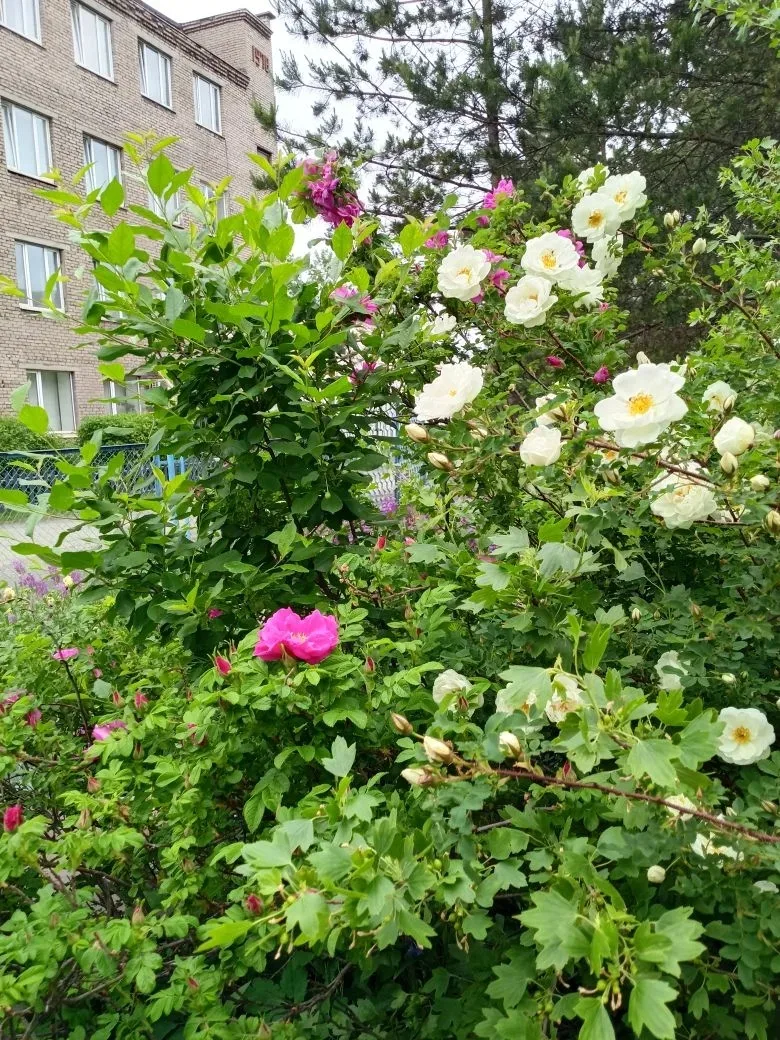 Доброе утро! 🌞🌹🌺🌻