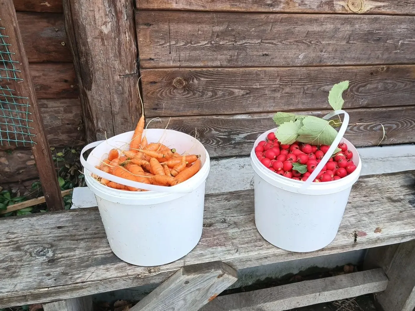🥕Собрали остатки морковки (мелочь) и немного боярышника. Морковка пойдёт в комбайн и н...