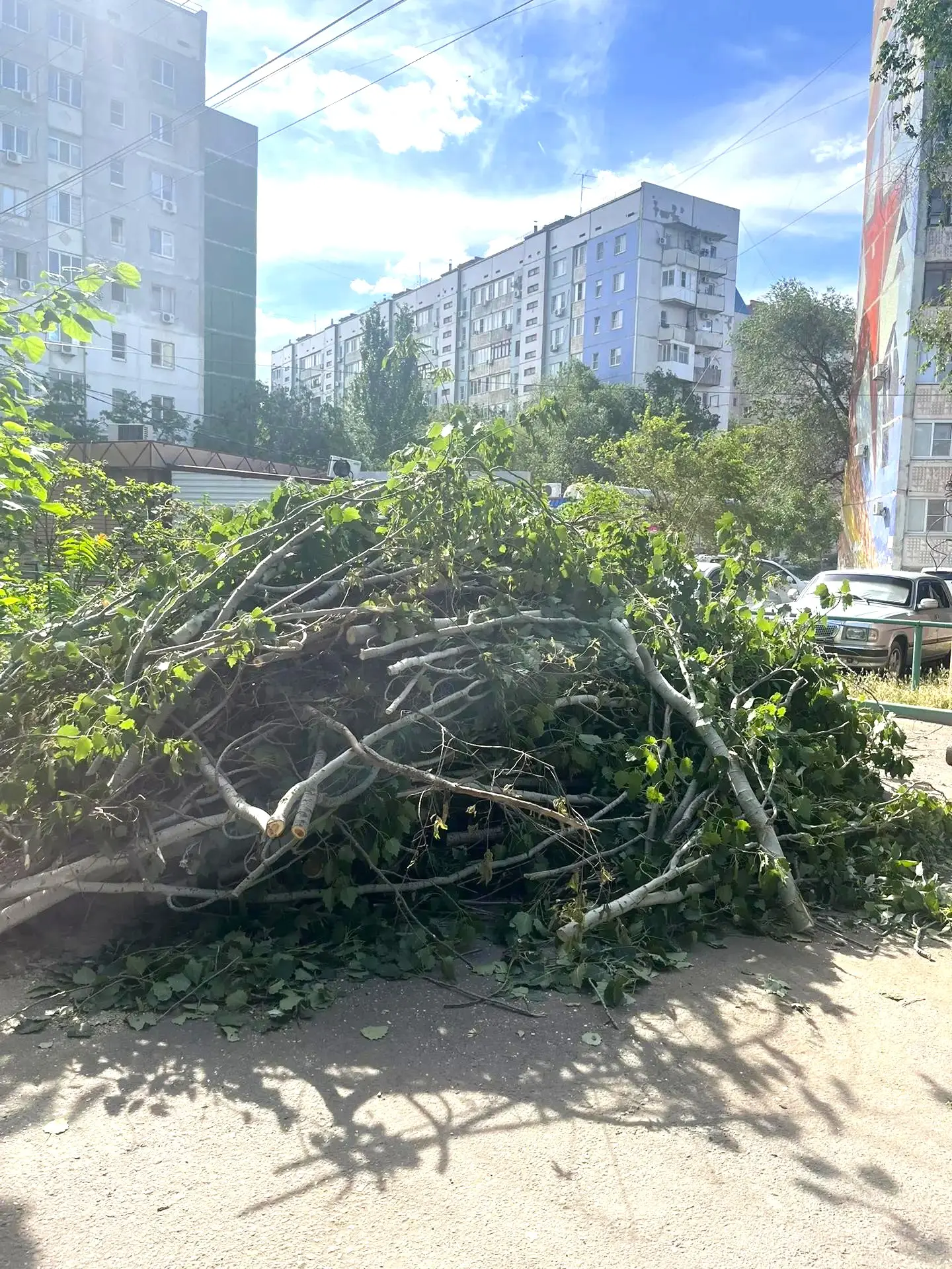 К новости «🌳 Комплексный подход: от опиловки до идеальной чистоты!»